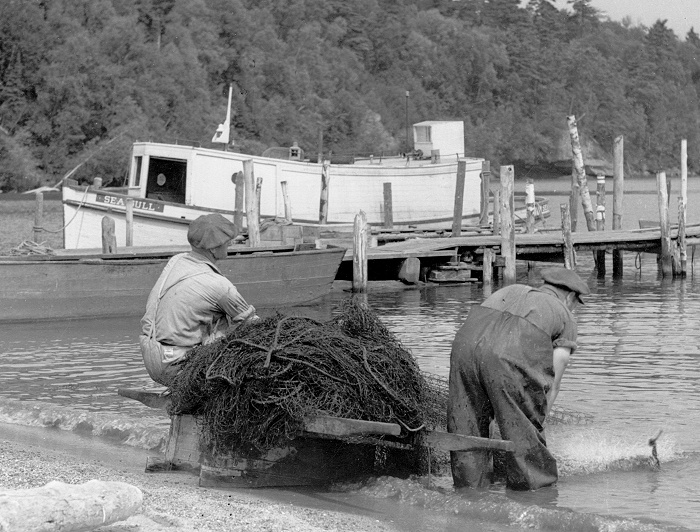 Sea Gull at Bear Island